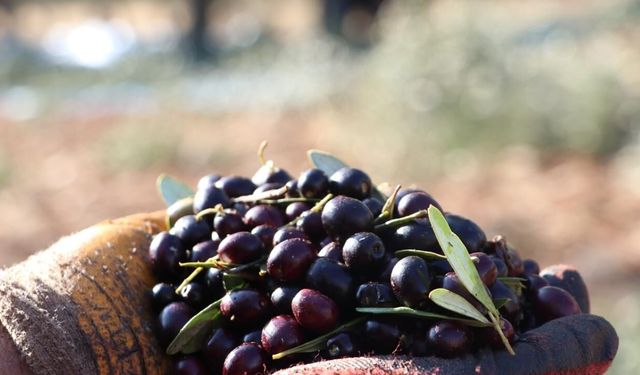 Zeytinde yaman çelişki: Rekoltede patlama, ihracatta düşüş!