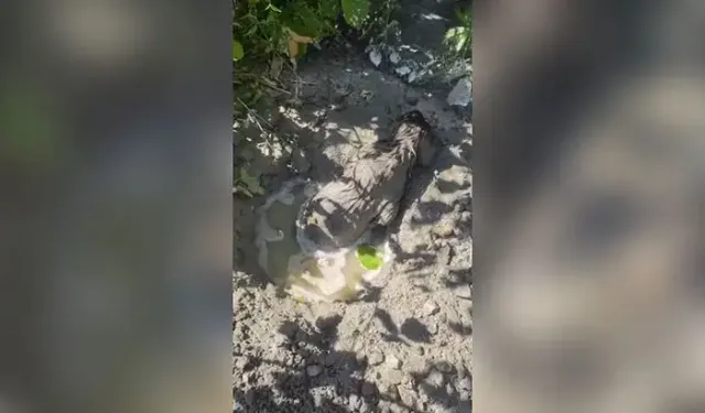 Betonda mahsur kalan yavru köpeği itfaiye kurtardı!