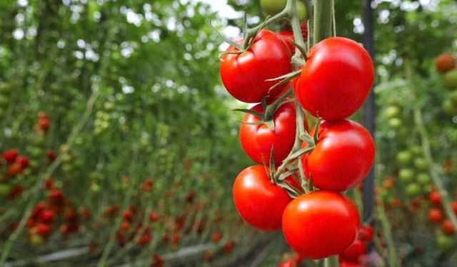 Torbalı’da domates üreticisi isyan etti: Maliyet 5 TL, alım fiyatı 4,5 TL