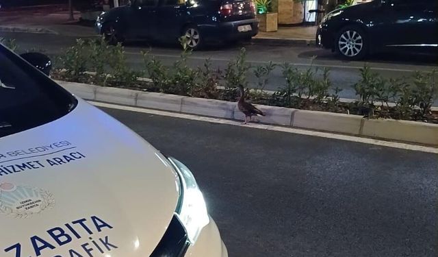 Trafiği durdurup ördeği kurtardılar