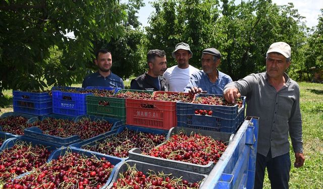 Napolyon kirazı üreticiyi güldürdü!