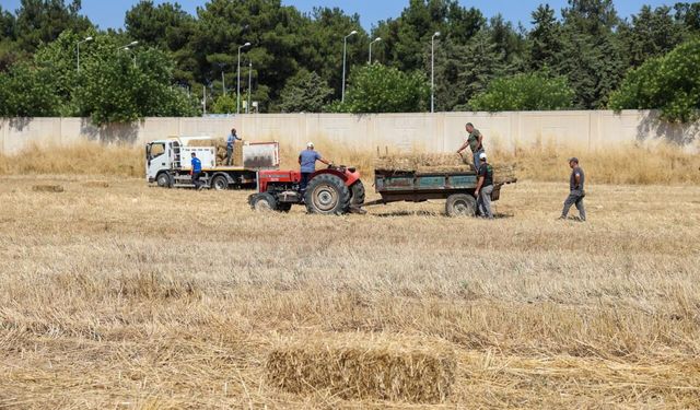 Buca'da hayvancılığa can suyu!