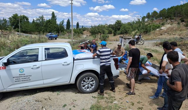 Manisa Büyükşehir'den üreticilere yem desteği!