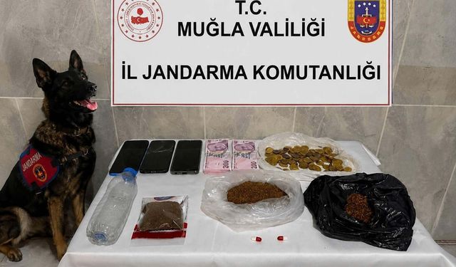 Jandarmadan bonzai baskını: 188 gram ele geçirildi
