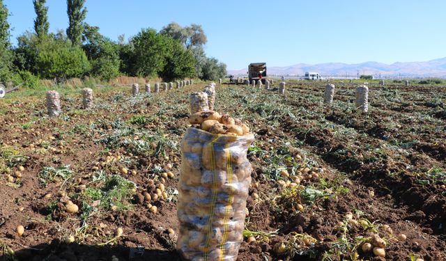 Sandıklı'da patates hasadı başladı