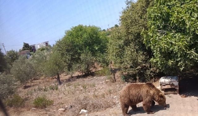 İzmir'de ayı paniği sürüyor: Bu kez adres Özdere!