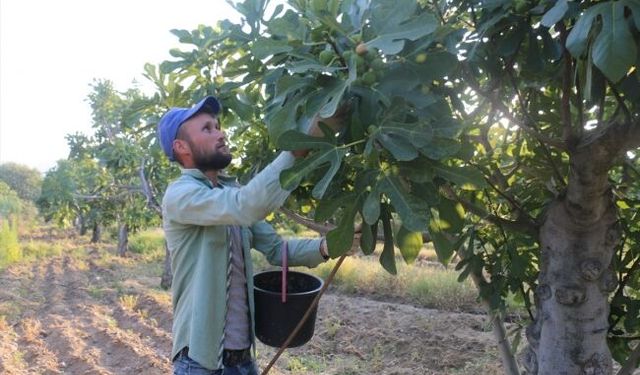 İncir hasadında ‘dayıbaşı’ krizi: Kazançları milletvekillerinden fazla!
