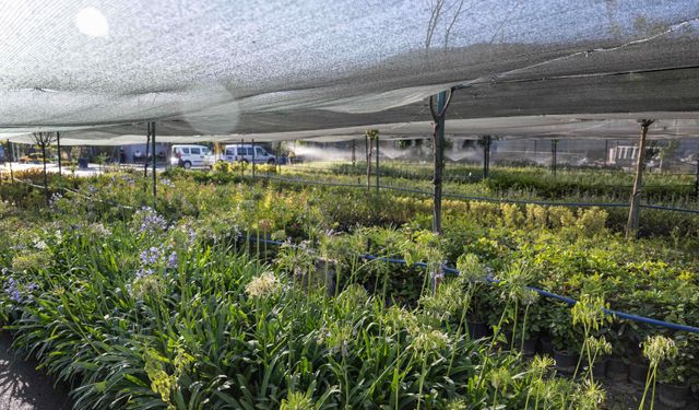 İzmir’in ilk lavanta parkı geliyor!