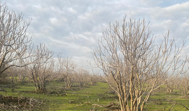 İncirin başkentine 3 yeni hançer yolda!