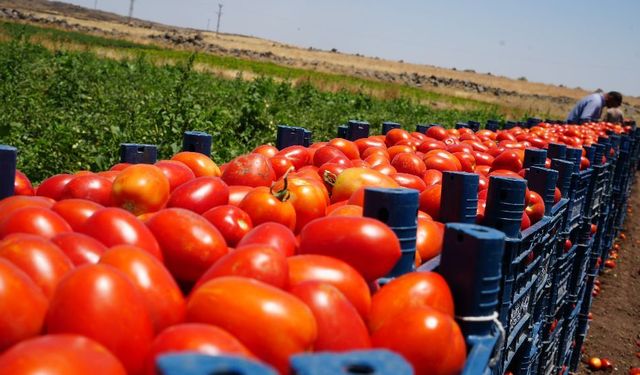 Rekolte eridi, fabrika ölü fiyata indi… Ege’nin domates deposunda kriz!
