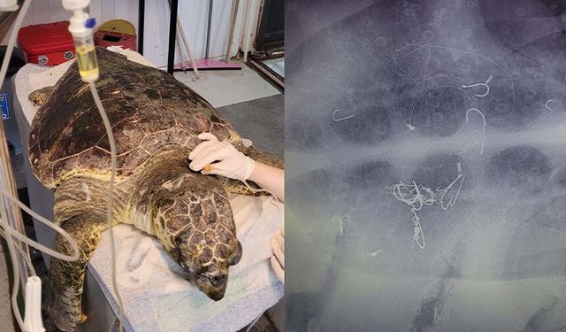 Kıyıya vuran caretta 'Enver' hayata tutundu