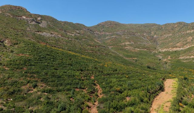 Muğla'da 5 yıl önce küle dönen 52 bin hektar yeniden yeşerdi
