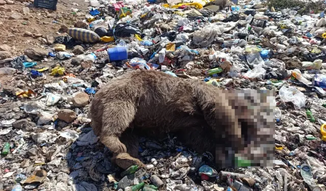 Bingöl'de çöplükte 3 bozayı ölü bulundu