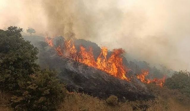 Manisa’da aynı gün ikinci orman yangını kontrol altında!