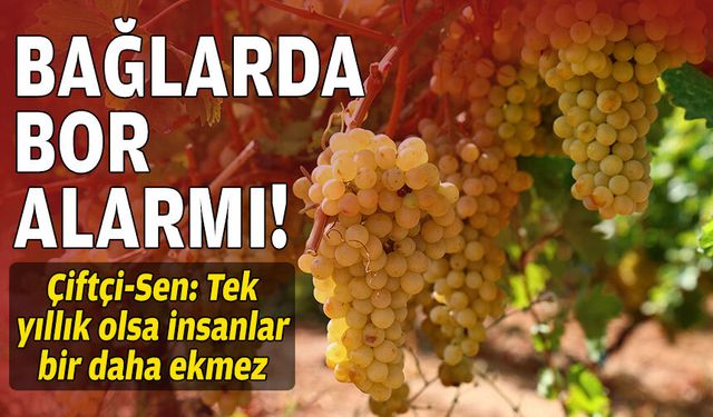 Bağlarda bor alarmı… “Tek yıllık olsa insanlar bir daha ekmez”
