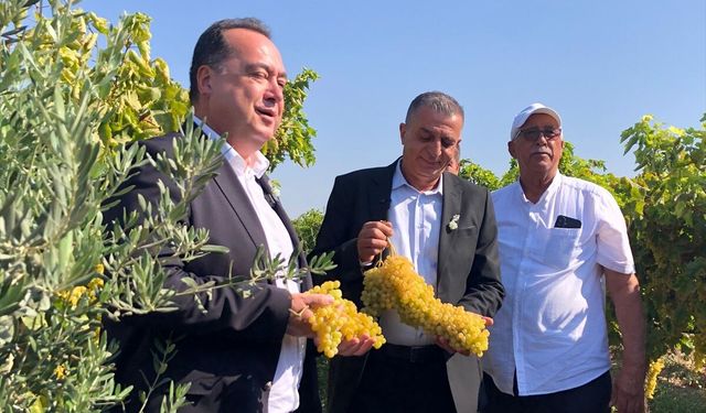 Manisa'da bağ bozumu şenliği düzenlendi