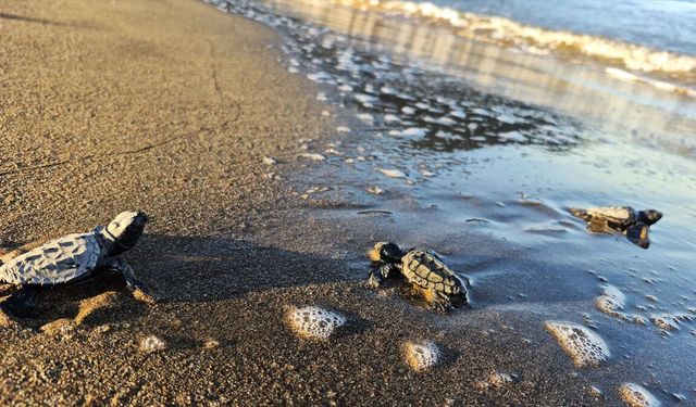 İztuzu'nda yavru caretta carettalar için denize yolculuk