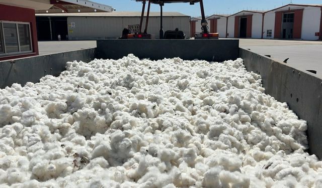 Aydın’da sezonun ilk pamuğu 100 TL’den alındı