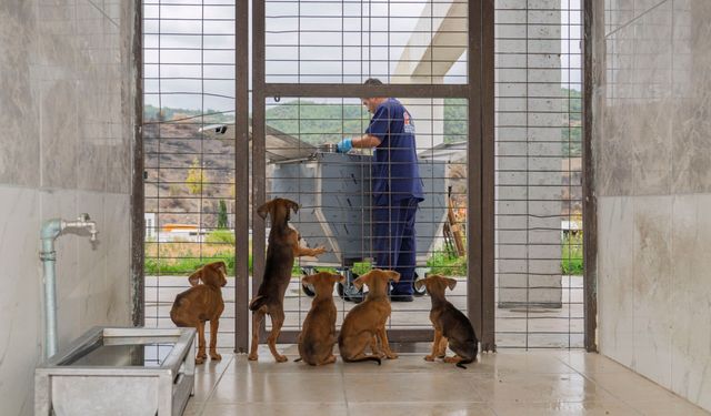 İzmir’de can dostlara yeni yaşam alanı: Hedef 2 bin 500 köpek