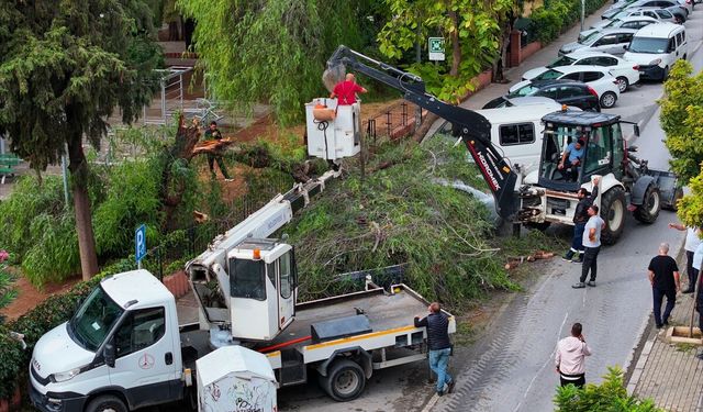 Kuvvetli rüzgar ağaç devirdi, 4 otomobil hasar gördü
