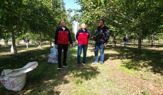 Dinar'da 100 bin ceviz ağacı yöre halkına kazanç sağlıyor