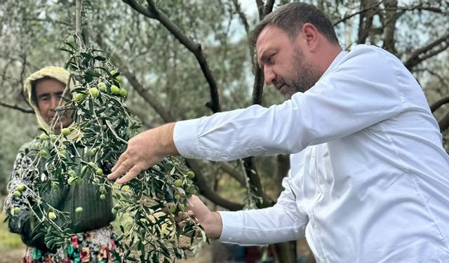 Gümrükçü’den zeytin için '80 TL' çağrısı: Daldaki altın tarlada kalacak!