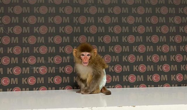 Yasa dışı yollarla getirildi, evde bulundu: Maymun korumaya alındı