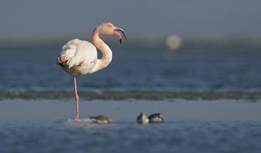1980'li yıllarda Kuş Cenneti'nde flamingolar 75-100 yuvada kuluçkaya yatarken özellikle 2012 yılında yapılan flamingo adası ve alınan koruma tedbirleri sayesinde 2017 üreme döneminde yapılan yuva sayımı sonunda 18 bin 340 flamingo yuvası sayıldı. 2012 yılında ilgili kurumların olumlu görüşleri sonunda flamingolar için yapılan özel adada; 2014 yılında 10 bin 234, 2015 yılında 7 bin 273, 2016 yılında 16 bin 375 yuva sayılmıştı. 2017 yılı sayım sonuçlarına göre 36 bin 680 flamingoya ev sahipliği yapıldığı belirlendi.