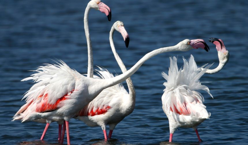 Flamingo adasında kuluçkaya yatan flamingoların yuva sayımı İzmir Kuş Cenneti'nin korunması için 35 yıldan beri çaba gösteren Ege Üniversitesi Tabiat Tarihi Uygulama ve Araştırma Merkezi Müdür Yardımcısı Prof. Dr. Mehmet Sıkı rehberliğinde, uzman Ahmet Kaya, Biyoloji Bölümü 4. sınıf öğrencisi Onur Obut ve Kuş Cenneti'nde görevli Orman Muhafaza Memuru Mithat Parlak tarafından yapıldı. Yuva sayımında karışıklığa neden olmamak için her yuvaya 1 mısır tanesi konmak suretiyle yuva sayımı gerçekleştirildi.
