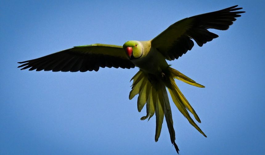 Anavatanları dışında popülasyonunu artırarak yerleşik bir tür haline gelen ve bilimsel ismi "Psittacula Krameri" olan yeşil papağanlar, İzmir Kültürpark'taki ağaçlık alanlarda da sıklıkla görülebiliyor.