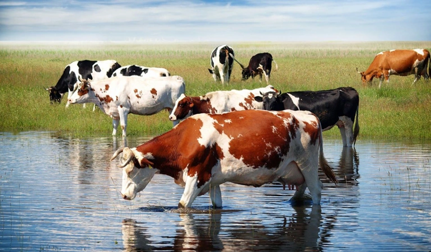NEDEN BU KADAR ENDİŞE VERİCİ BİR DURUM?
Buluntu, ineklerin sindirim sistemlerine sıkışan ve hayvanların ölümüne yol açan polietilen ve plastik malzemeleri yediklerini öne sürdü.

Plastik ürünler büyük olasılıkla çöpe atıldı veya uygunsuz bir şekilde atıldı ve ineklerin plastiği yuttuğu Gaushala'ya ulaştı.

Plastik, doğal olarak parçalanmadığından, yani ekosistemlerde yıllarca kalabildiğinden çevreye girerken özel bir sorundur.
