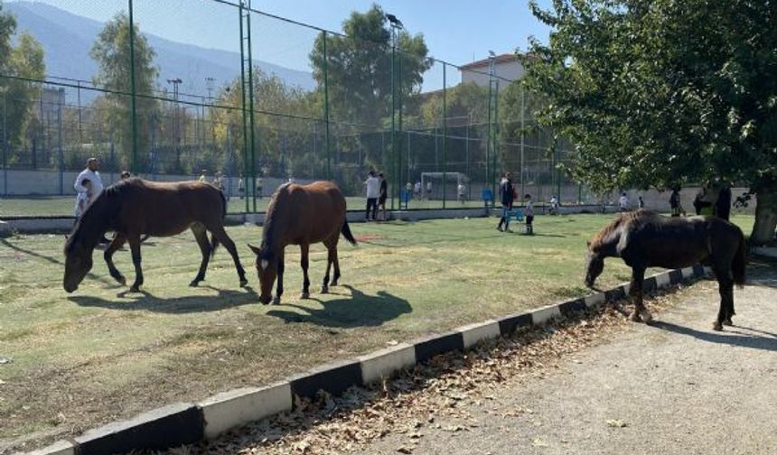 Spil'in simgesi yılkılar, kent merkezine indi