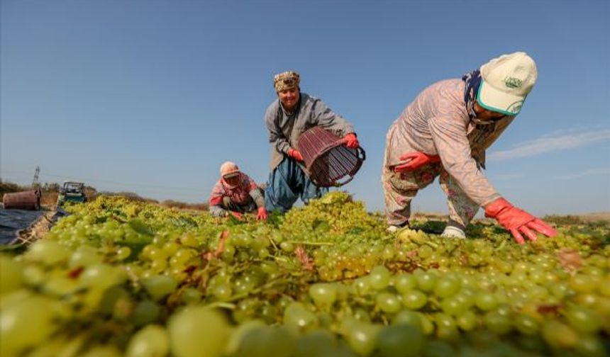 Sultani üzümü çiftçiyi güldürdü!