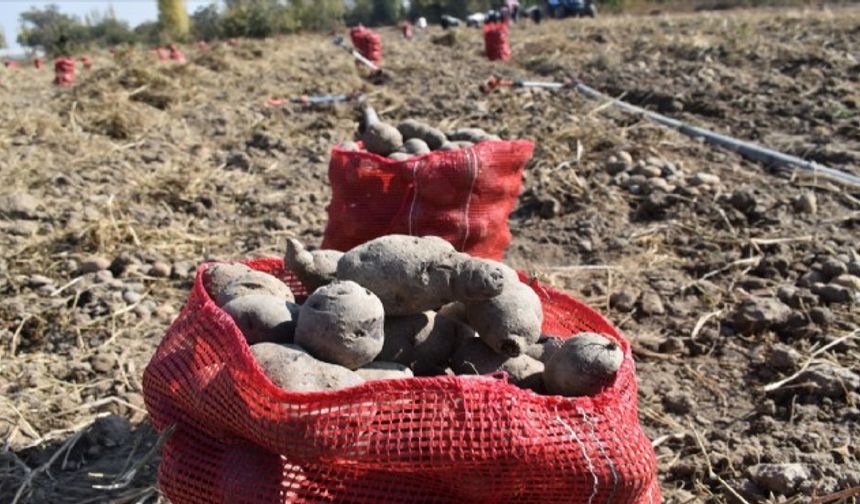 Afyonkarahisar'da mor patates hasadı