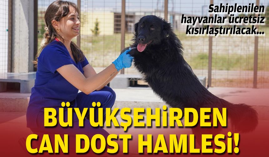 Sahiplenilen hayvanlar ücretsiz kısırlaştırılacak... Büyükşehirden can dost hamlesi!