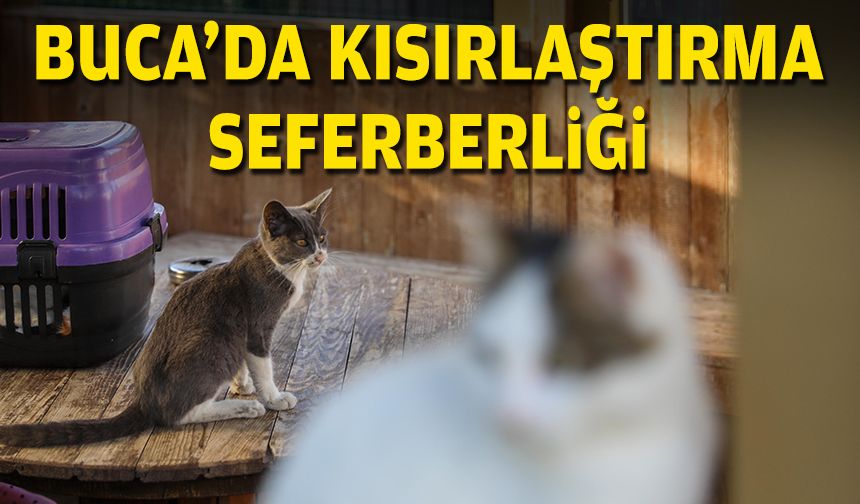 Buca'da kısırlaştırma seferberliği