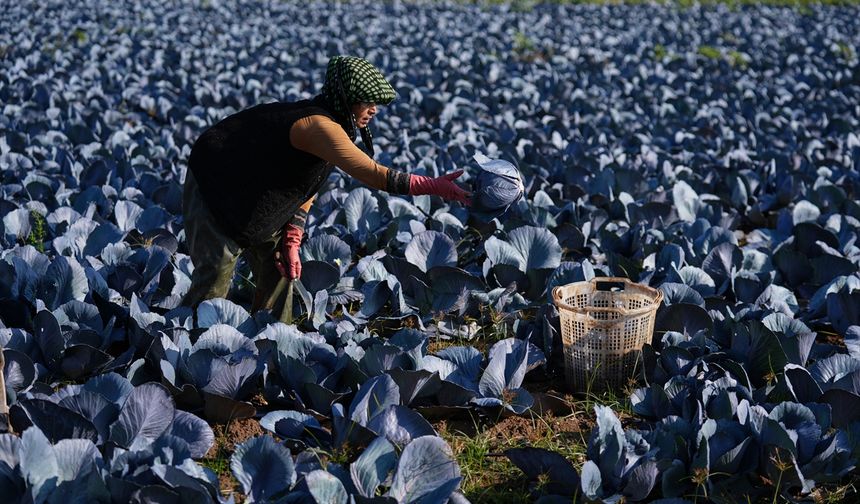 İzmir'de kış sıcak geçti... Sebzelere rötar!