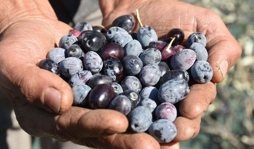 Asırlık zeytin ağaçlarında hasat zamanı