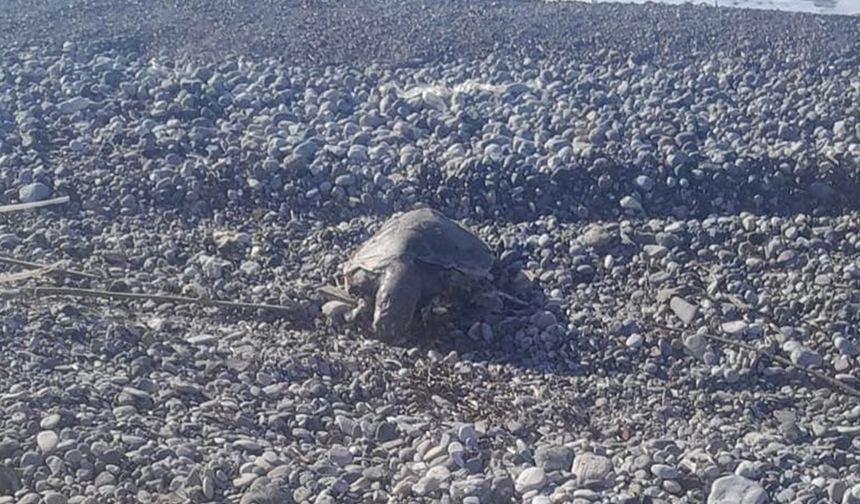 Datça'da sahilde ölü caretta caretta bulundu