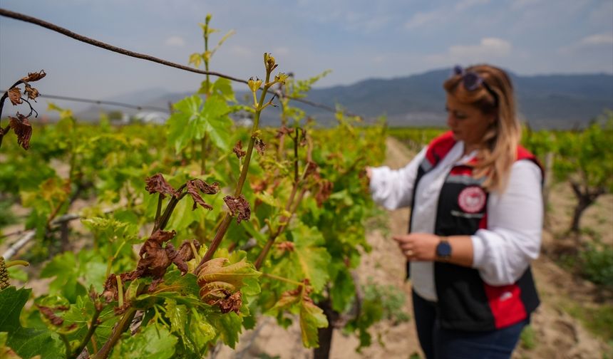 İzmir'de tarım alanlarında hasar tespiti yapıldı