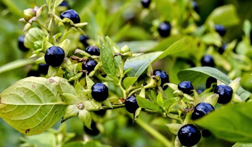 Uzmanlar uyardı: Bu ot ciddi zehirlenmelere yol açıyor