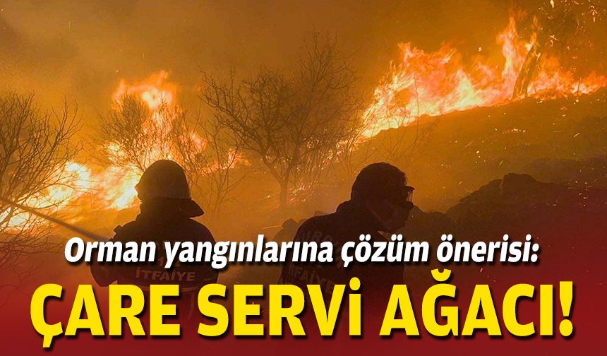 Orman yangınlarına çözüm önerisi: Çare servi ağacı!