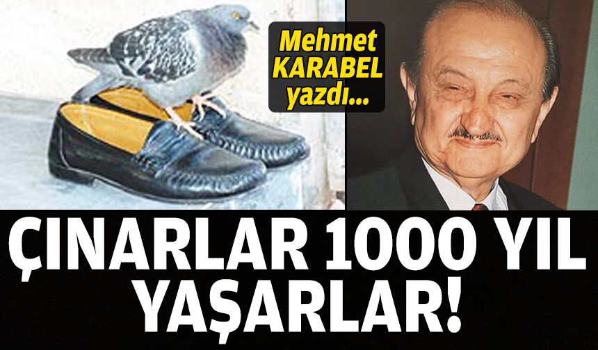 Çınarlar “1000 yıl” yaşarlar!