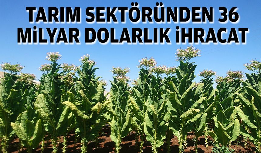 Tarım sektöründen 36 milyar dolarlık ihracat