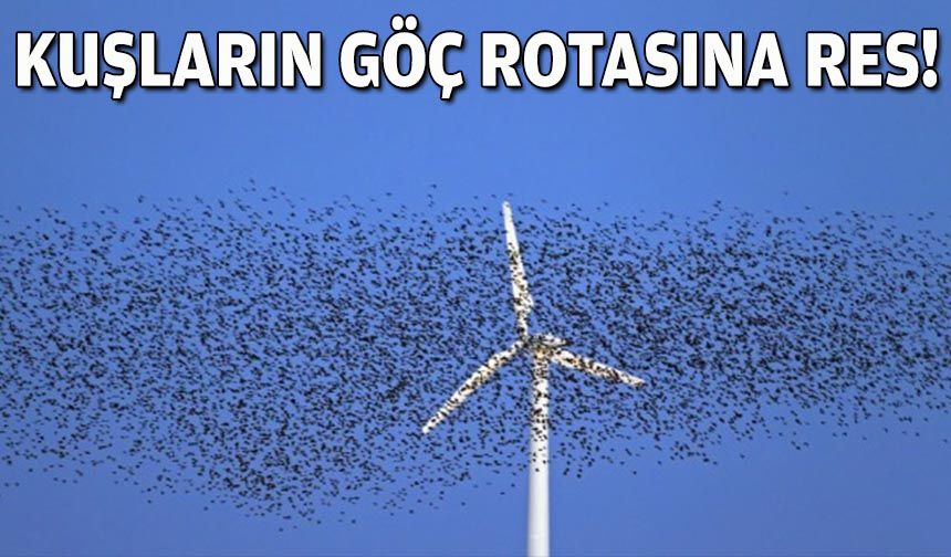 Kuşların göç rotasına RES!