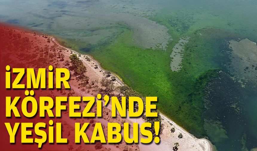 İzmir Körfezi'nde yeşil kabus!