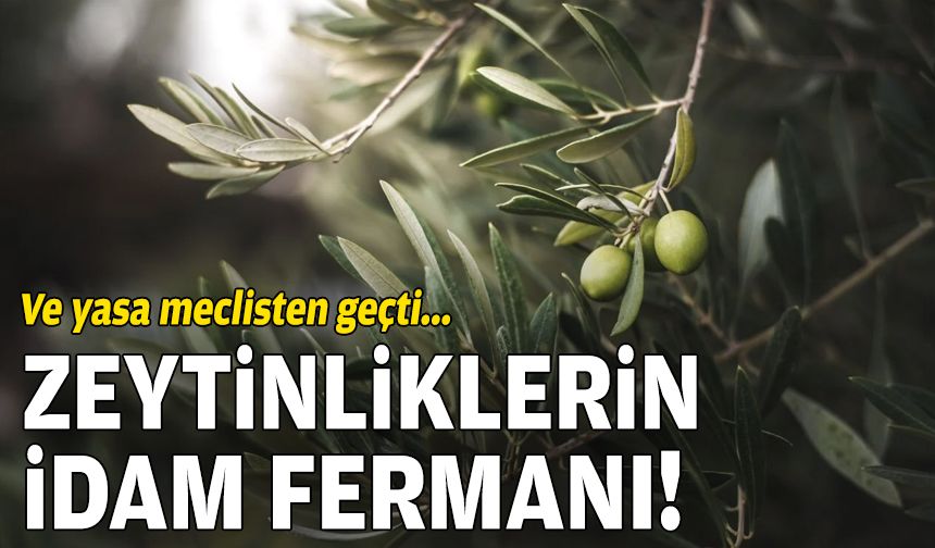 Ve yasa meclisten geçti: Zeytinliklerin idam fermanı!