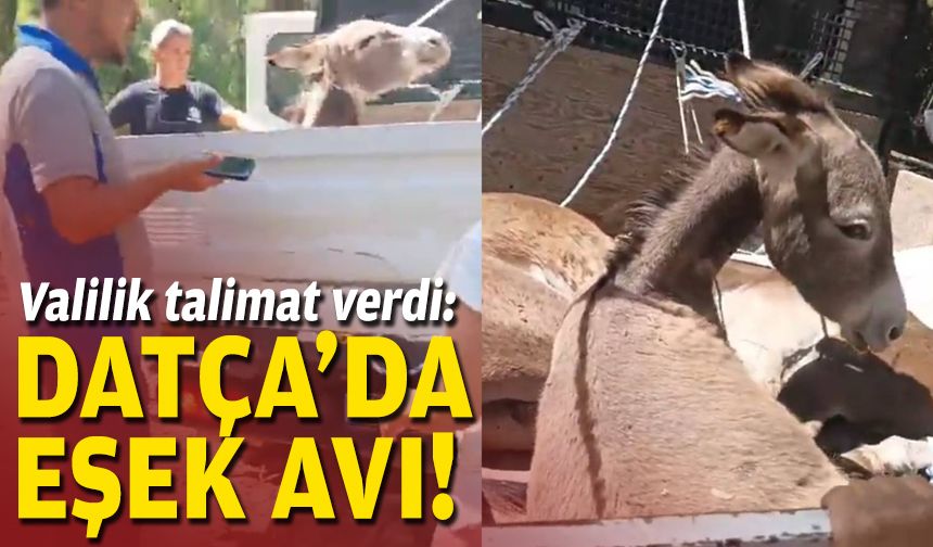 Valilik talimat verdi: Datça'da eşek avı!