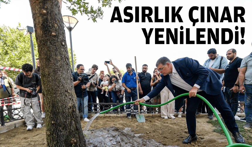 Asırlık çınar yenilendi!