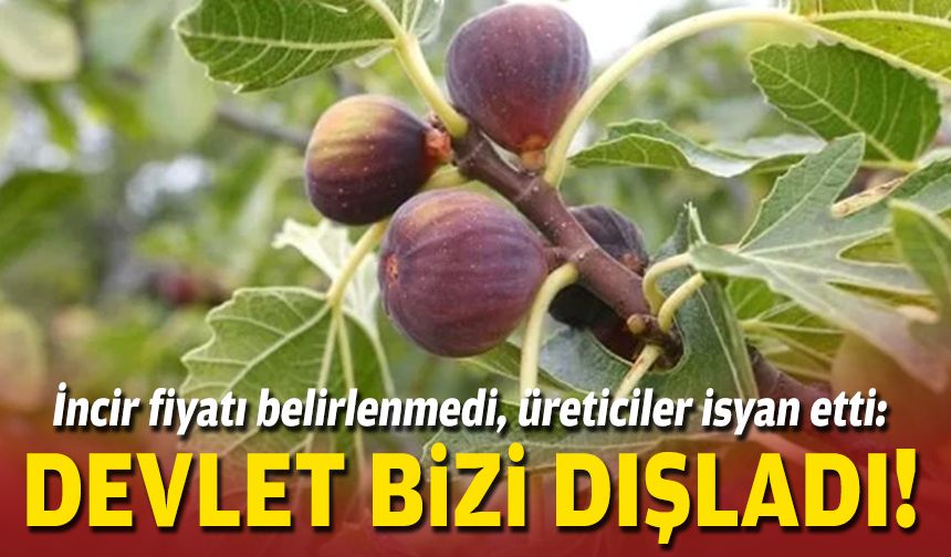 İncir fiyatı belirlenmedi, üreticiler isyan etti: Devlet bizi dışladı!